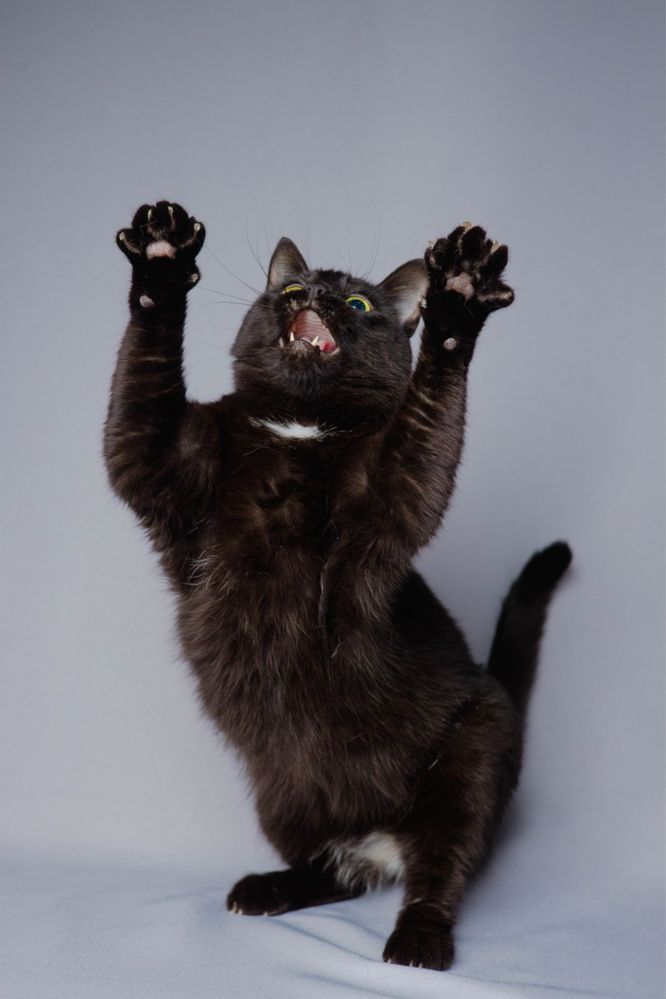 Кошечка Шури, 2 года черная кошка компаньон добрая ласковая
