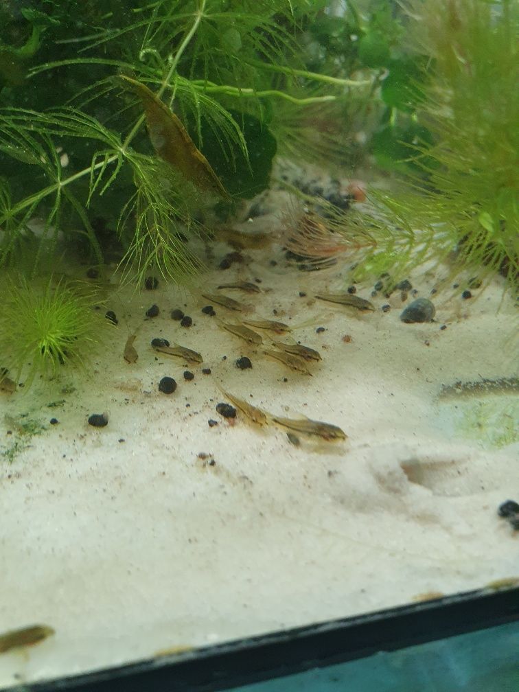 Kirys Pigmej Corydoras Pygmaeus Własna Hodowla WYSYŁKA Duża Ilość