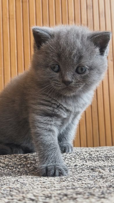 Британські прямовухі кошенята