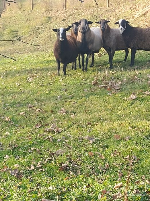 Sprzedam Tryka Nolan