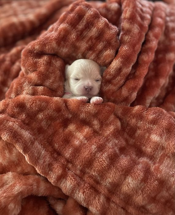 *** Chihuahua długowlosa XS***ZKwP/FCI***