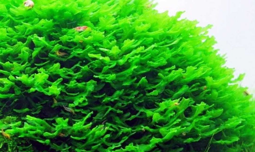 Wgłębka wodna - Mech Riccia fluitans.