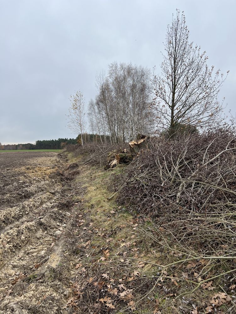 Oddam za darmo gałęzie