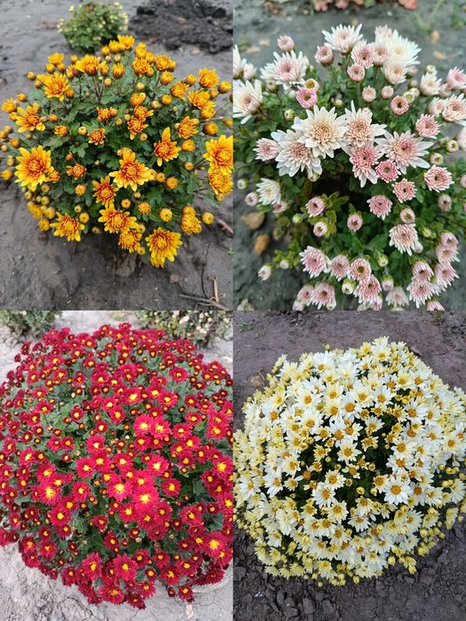 Хризантеми шаровидні
