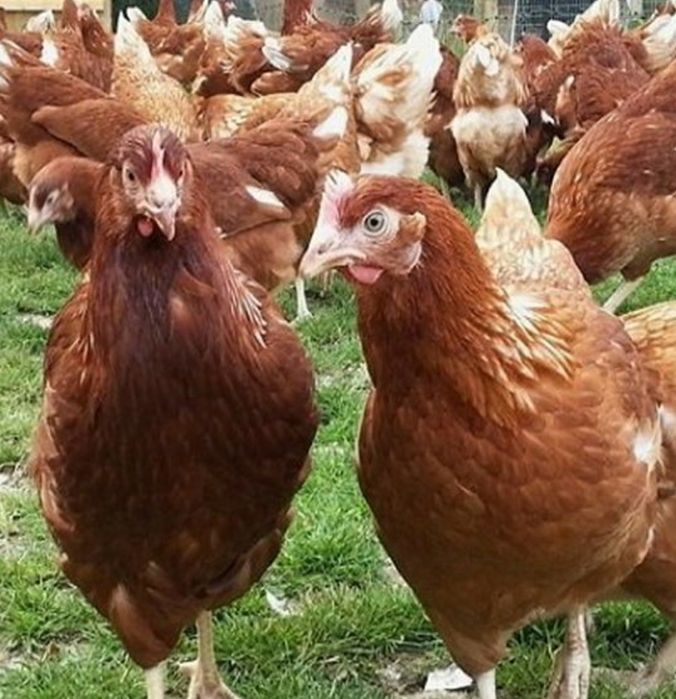 Ломан Браун курка