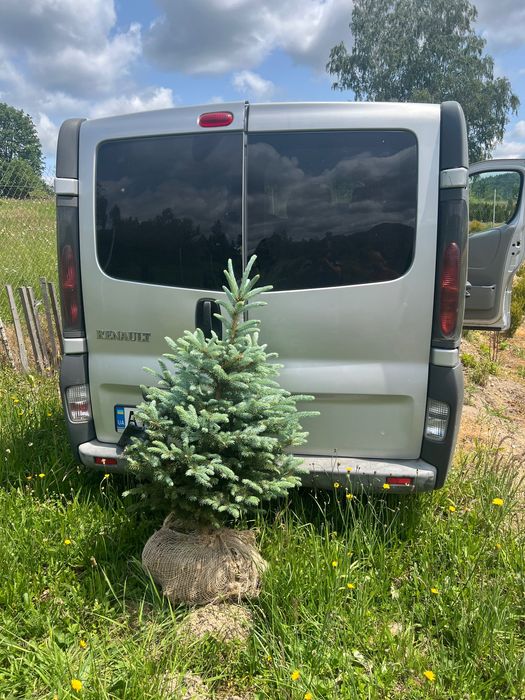 Голуба ялинка «Кейбаб»