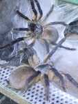 Monocentropus balfouri samica i samiec ptasznik pająk