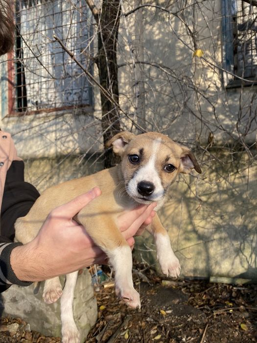 Викинуті собачки цуценята, в добрі руки! Дніпро Собака