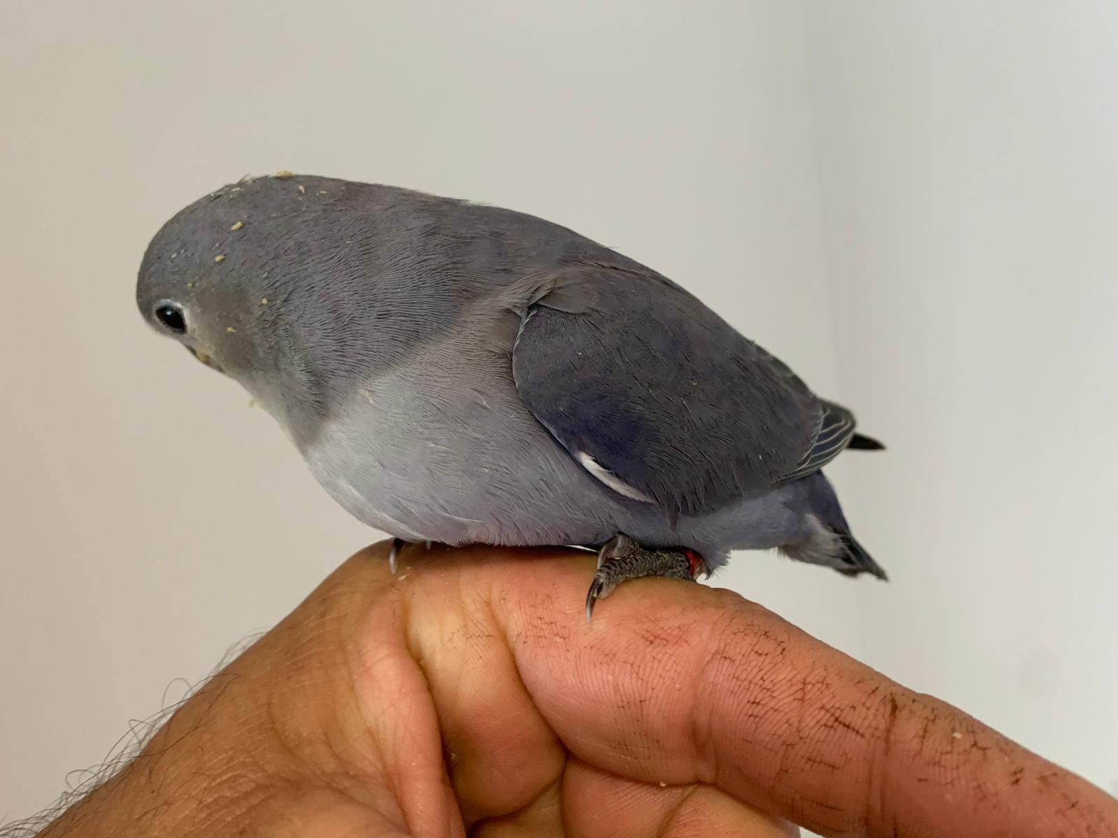 Agapones rosicolis  domesticados
