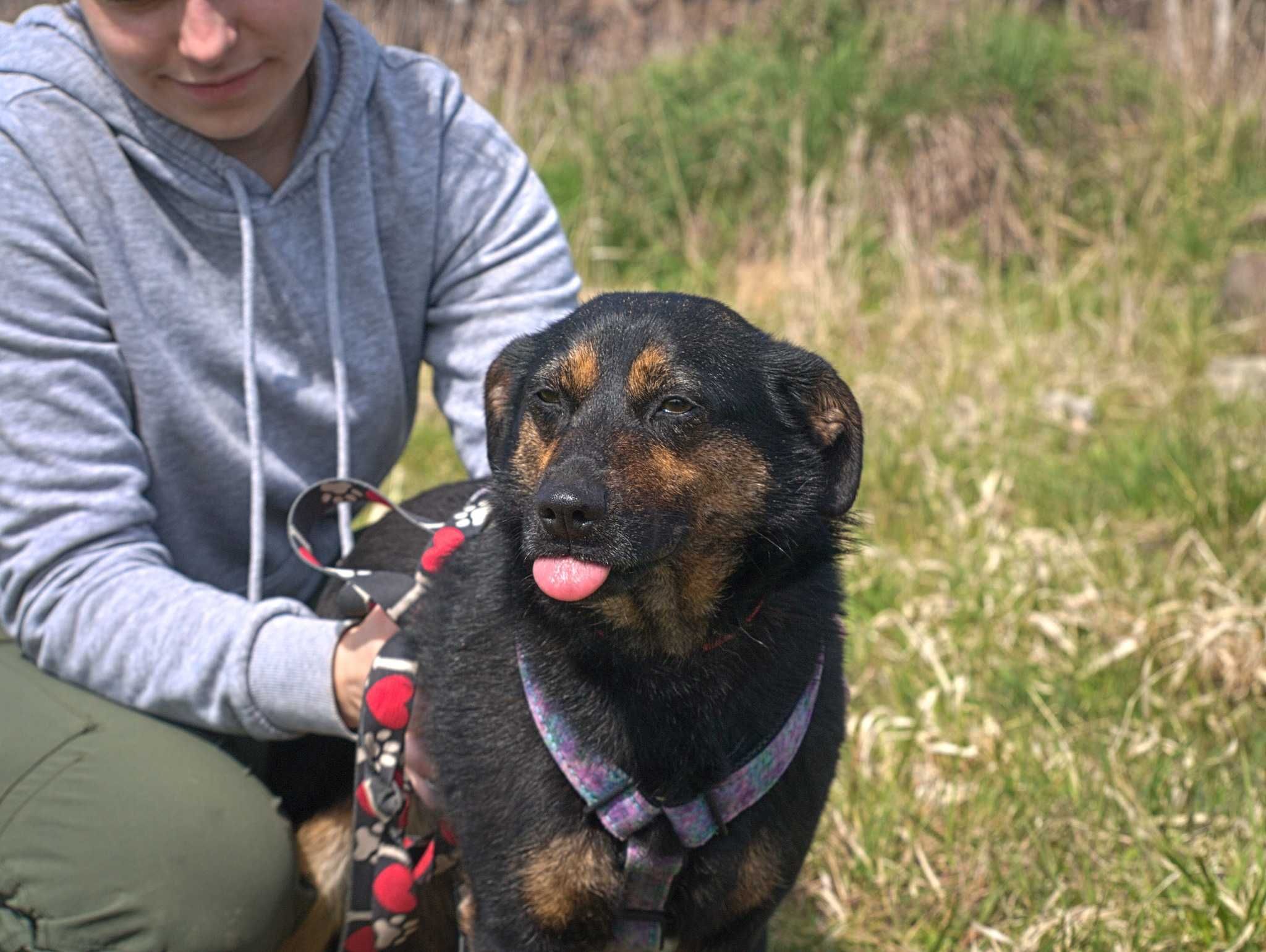 Perełka - mała, delikatna  sunia z potencjałem do adopcji