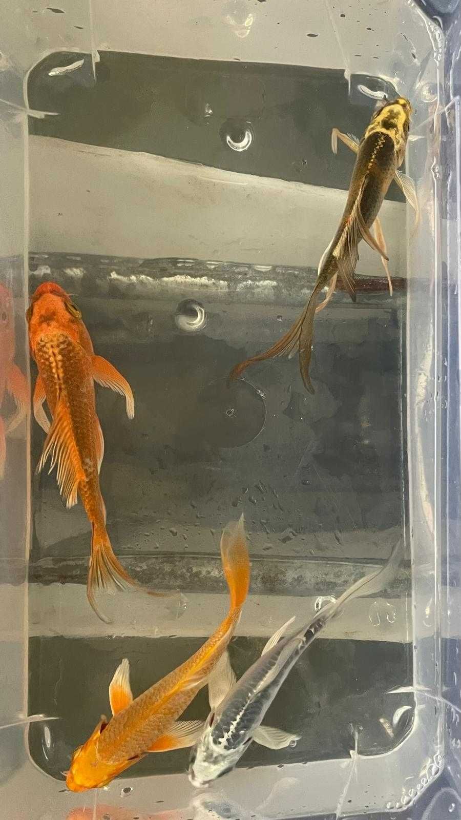 Carpa Koi Véu 12/15cm