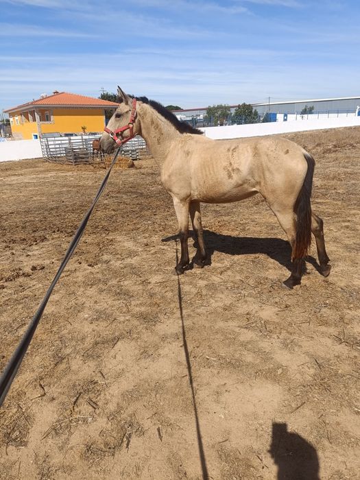 Para venda poldra baia (cavalos)