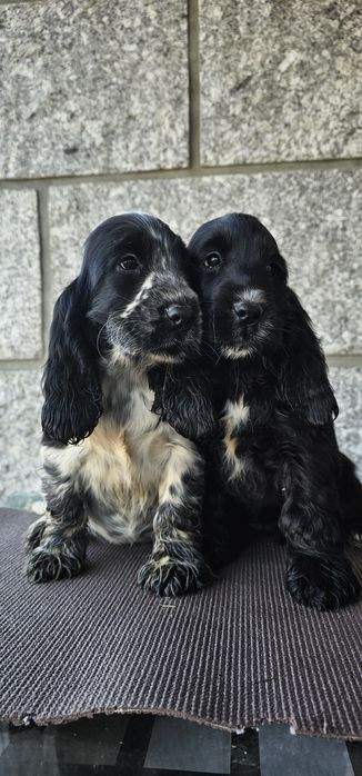 Cocker Spaniel Femea