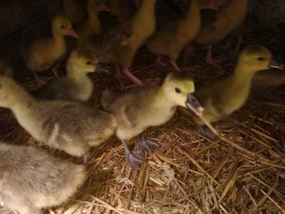 Kurczęta odchowane kury nioski brojlery kaczki gęsi perliczki IZBICA