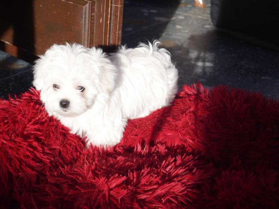 Maltańczyk  MINI piesek