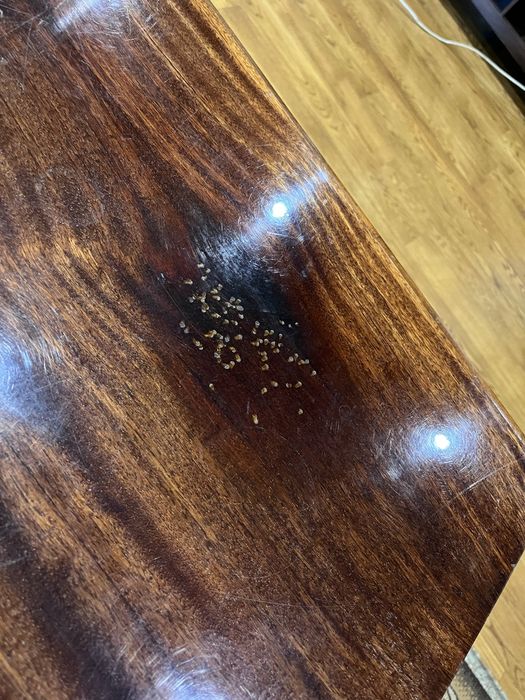 Стіл великий розкладний дерево лак