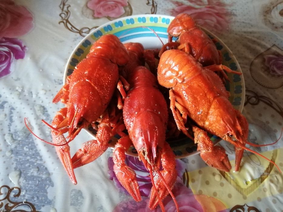 Раки живые и варёные