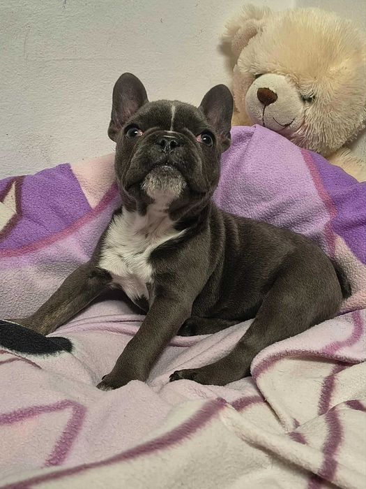 buldog francuski niebieska suczka