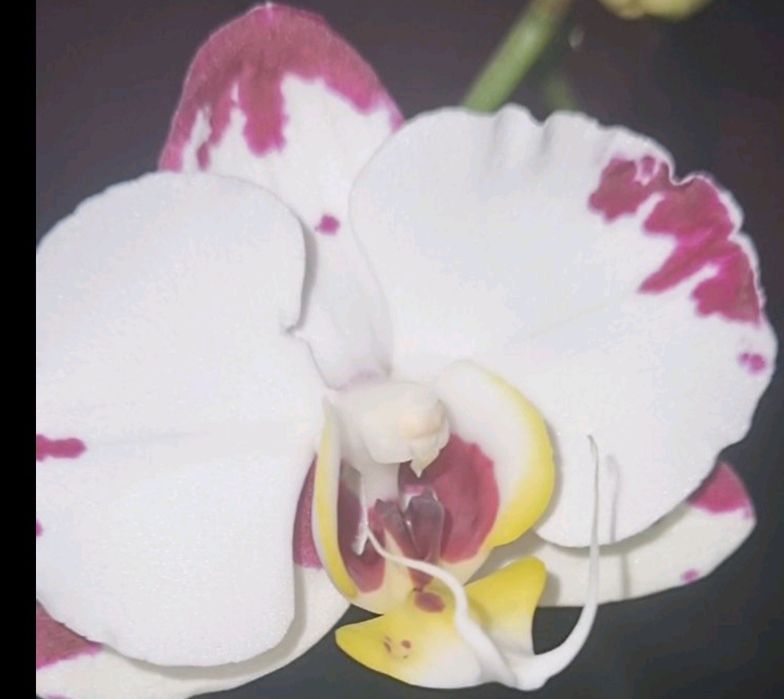 Орхідея біла зі сплешем