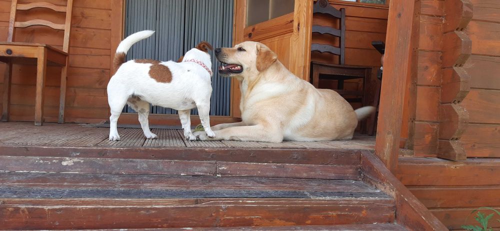 Hotel para Cães Caldas da Rainha - Sao Martinho do Porto  - Foz Arelho