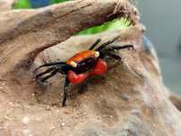Krab Wampir MASSON