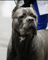 Кане корсо.серый кобель. вязка офиц.тест A/00.Cane corso.