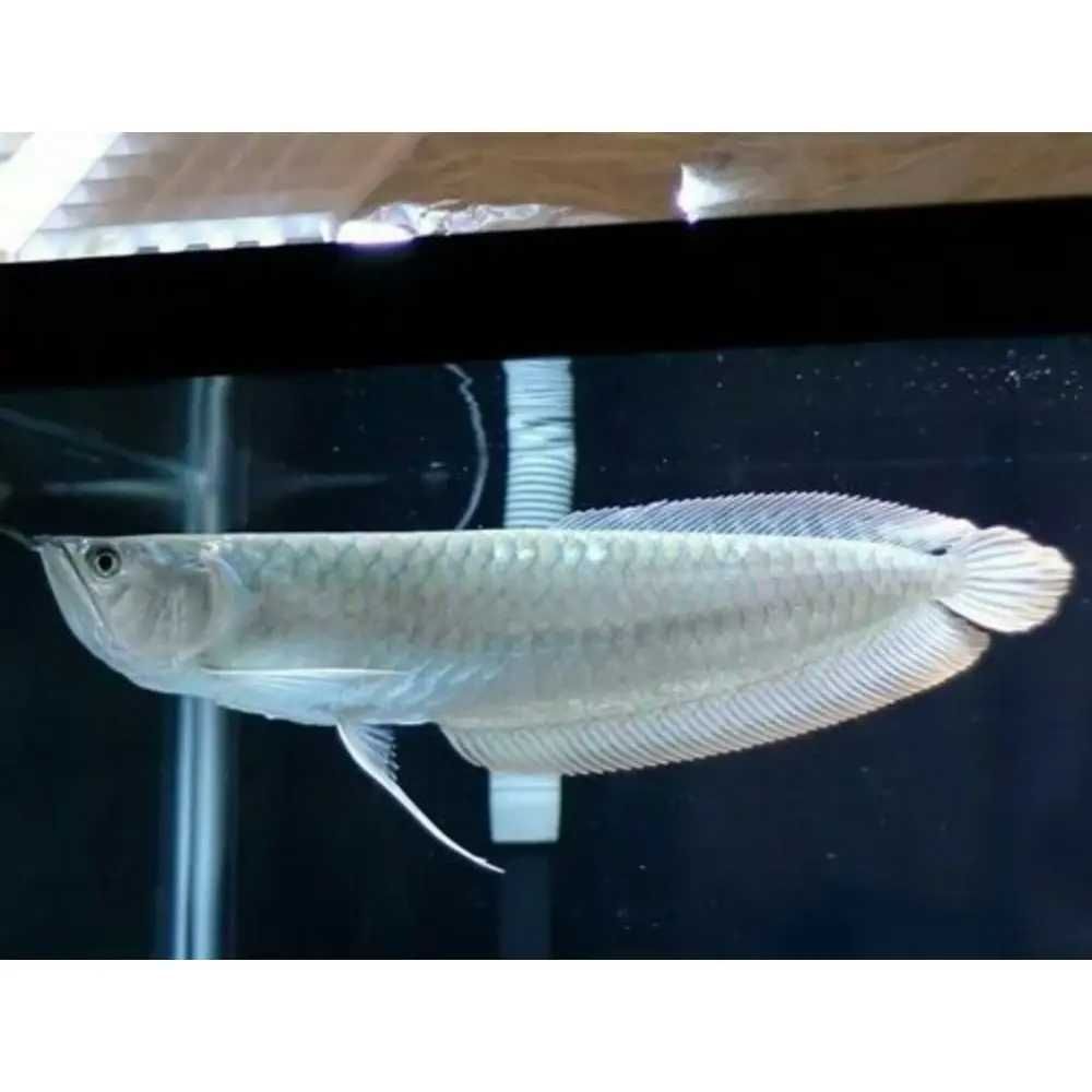 Arowana srebrna (Osteoglossum bicirrhosum). Cetarius
