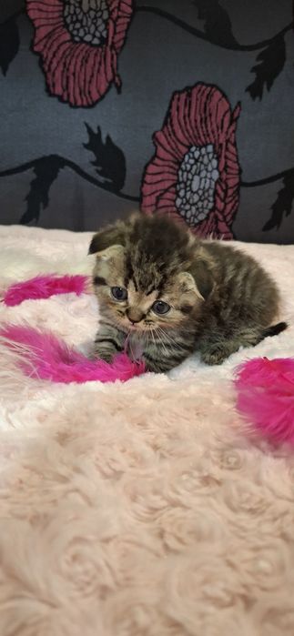 Кошенята Шотландські, котики, коти висловухі, породисті кошенята.