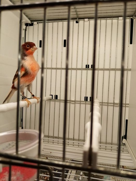 Kanarki Arlekin Portugalski