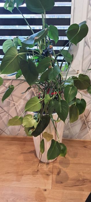 Kwiat Monstera z donicą