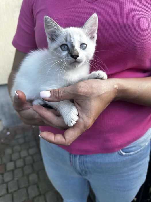 Сіамські кошенята