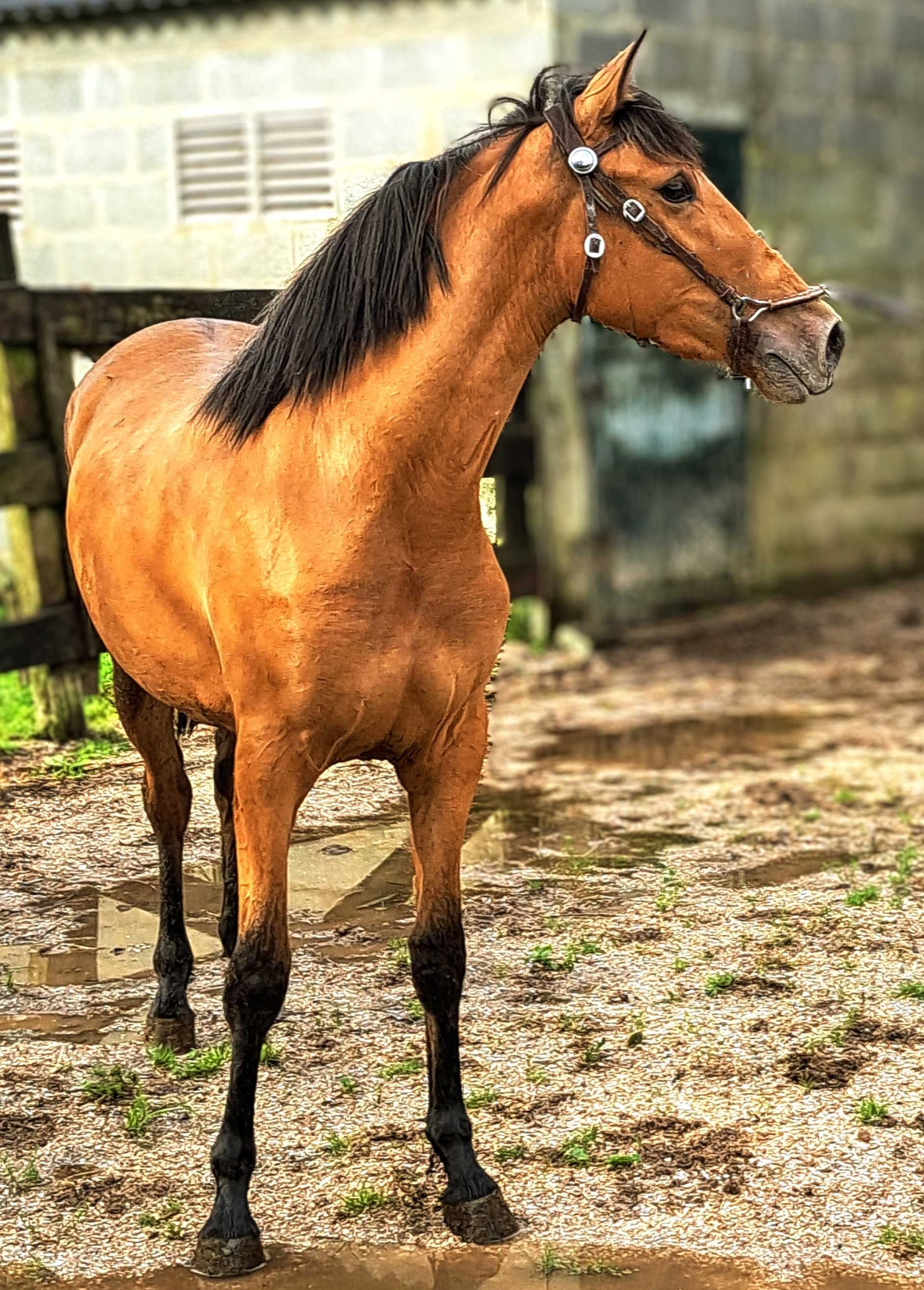 Poldra baia hispano- lusitana 18 meses