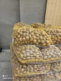 Ziemniaki o wielkości sadzeniaka TAJFUN