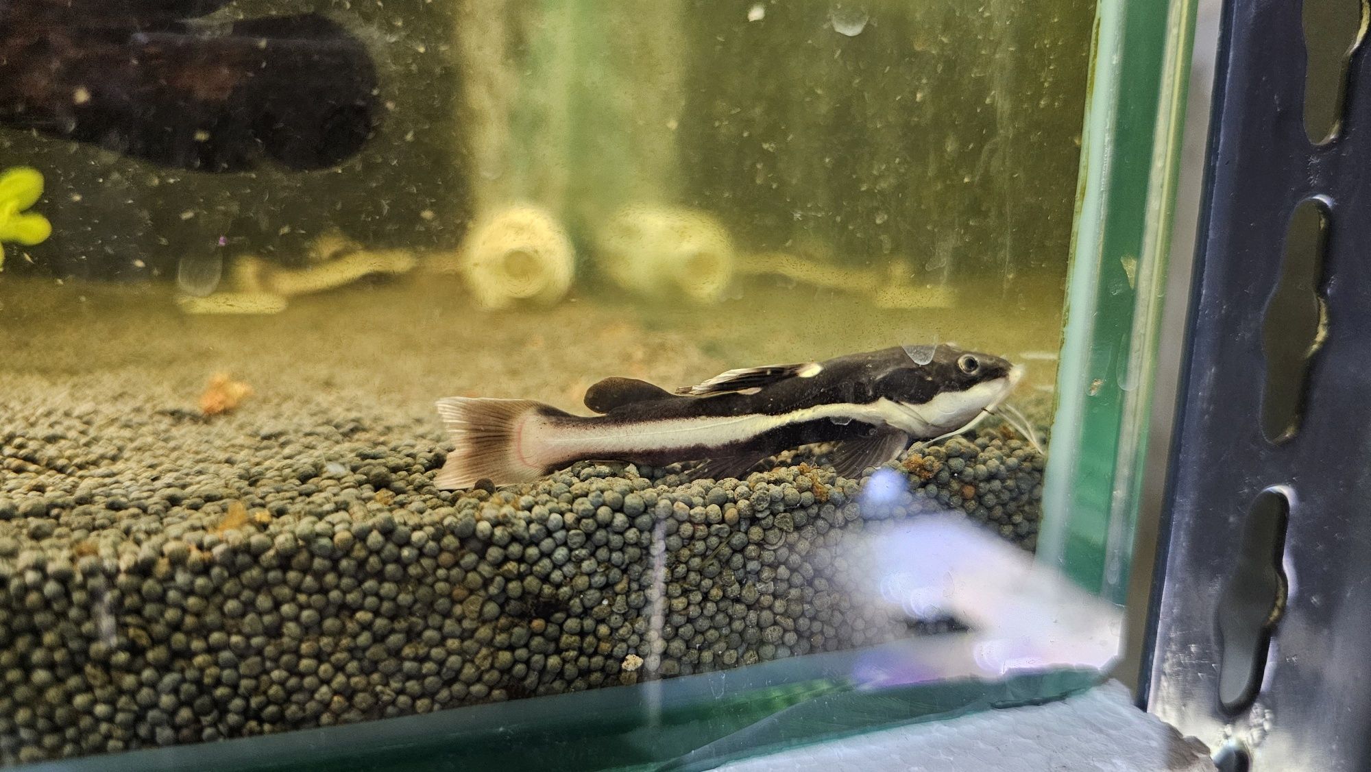 Phractocephalus hemioliopterus
