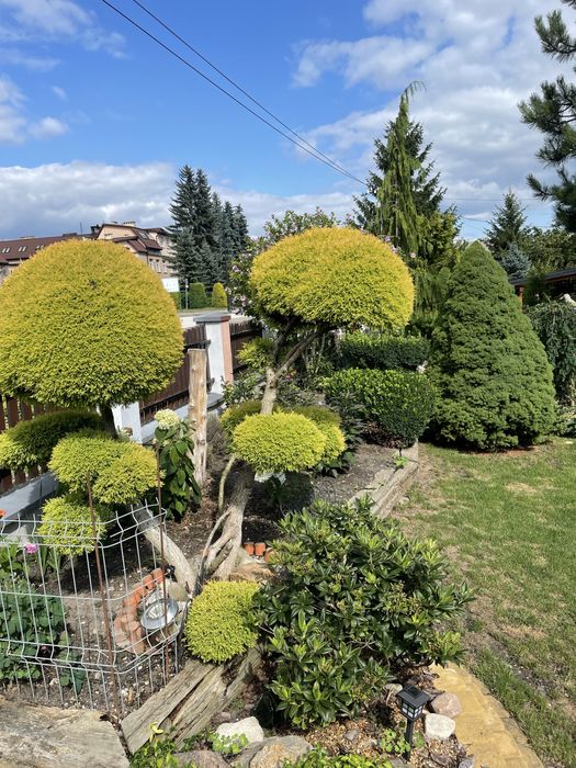 WKOŁO DOMU- mycie kostki,elewacji,ogrodnik,malowanie wnętrz,sprzatanie