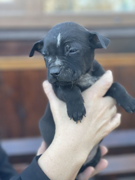 Віддамо цуценят безкоштовно у добрі руки