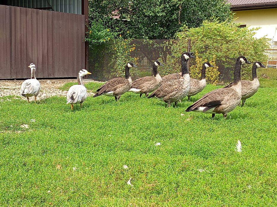 Sprzedam młode gęsi