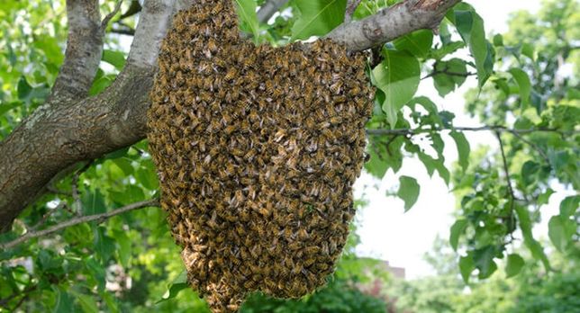 Ловля бджіл,рої рої рої,виплачуємо 150 гр.