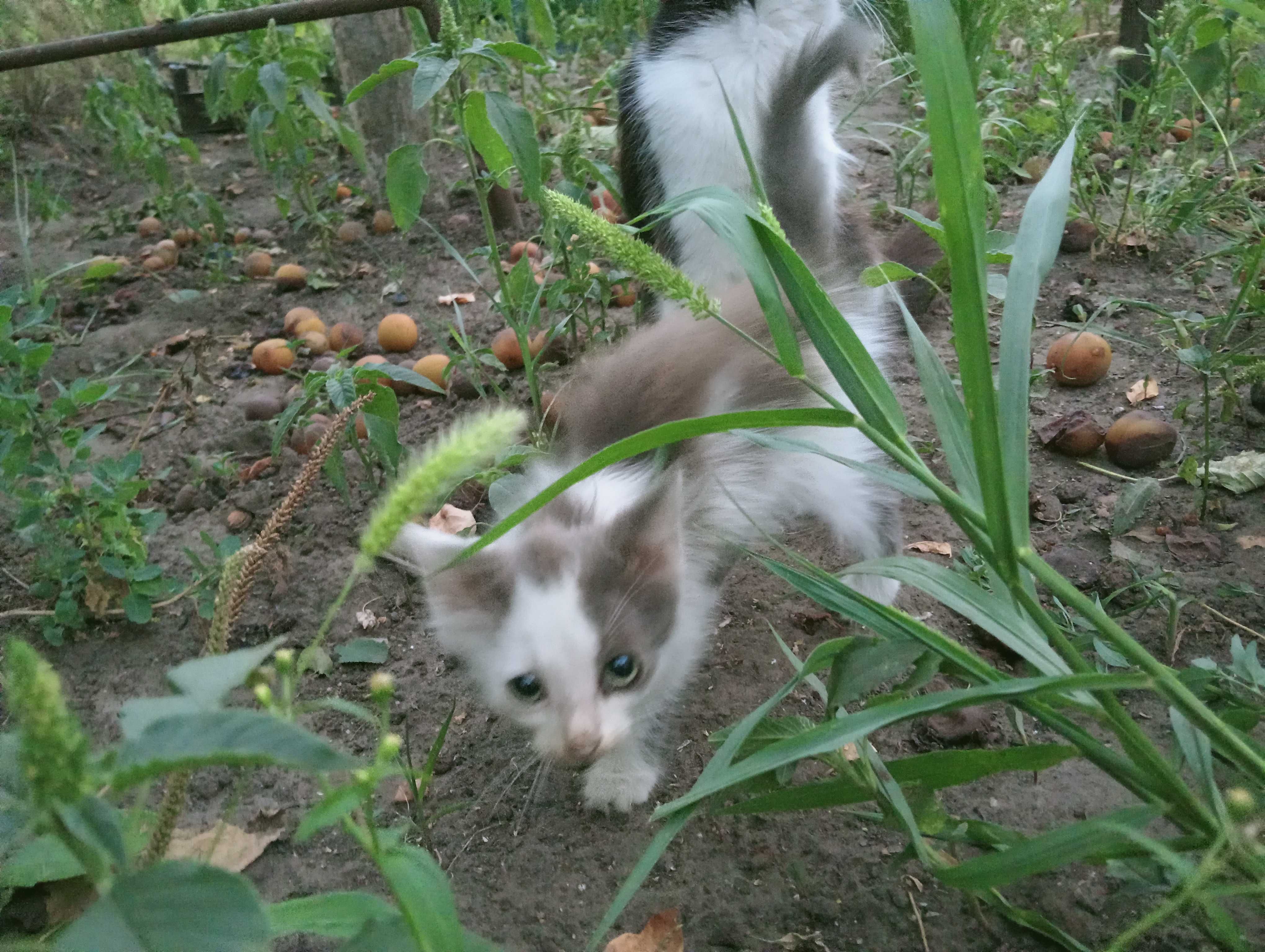 Котики безкоштовно