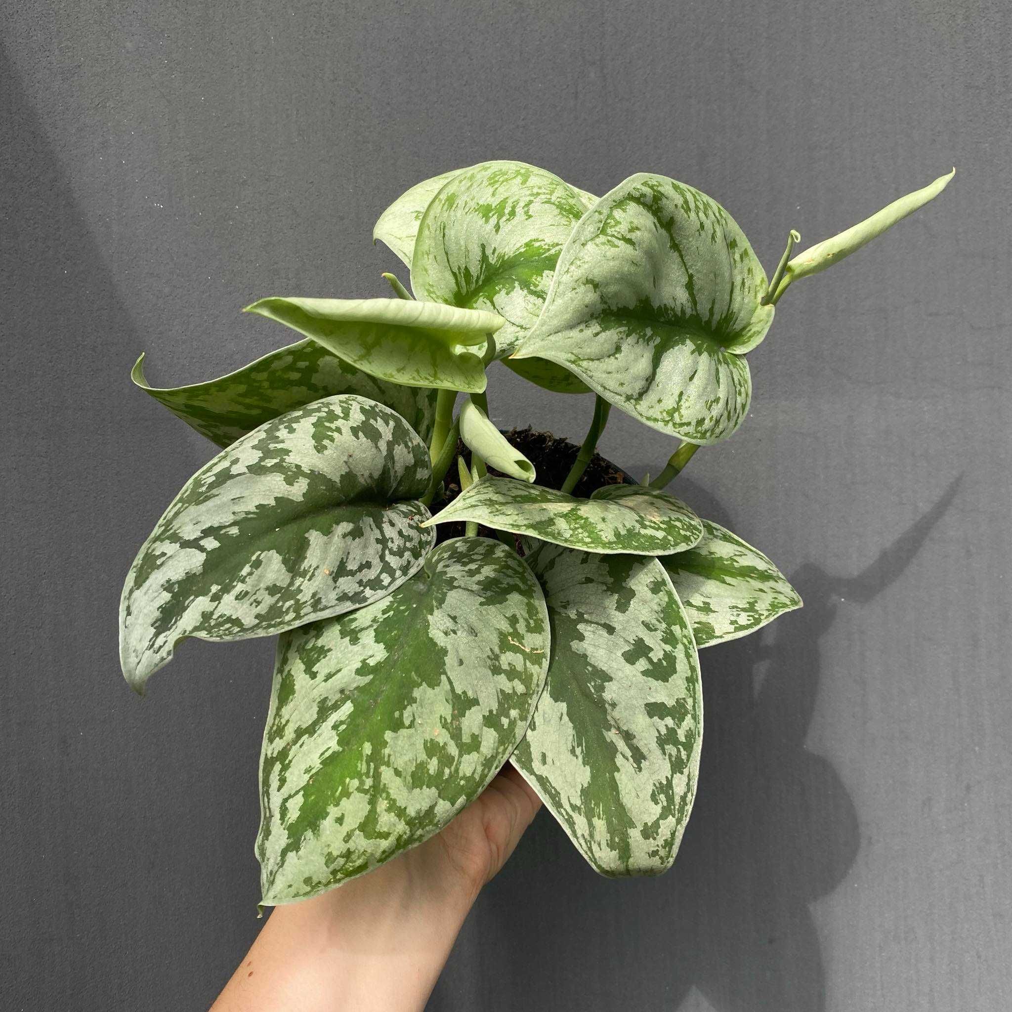 Scindapsus ‘Trebie’ Scindapsus pictus