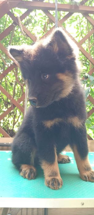 Eurasier planowane pary hodowlane w 2025 r.