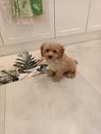 Pudel toy cavapoo