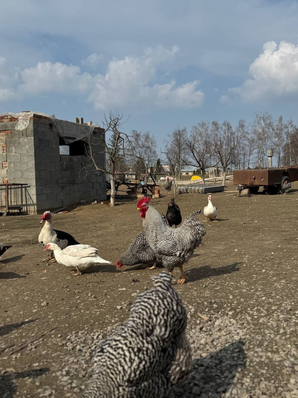 Інкубаційні яйці