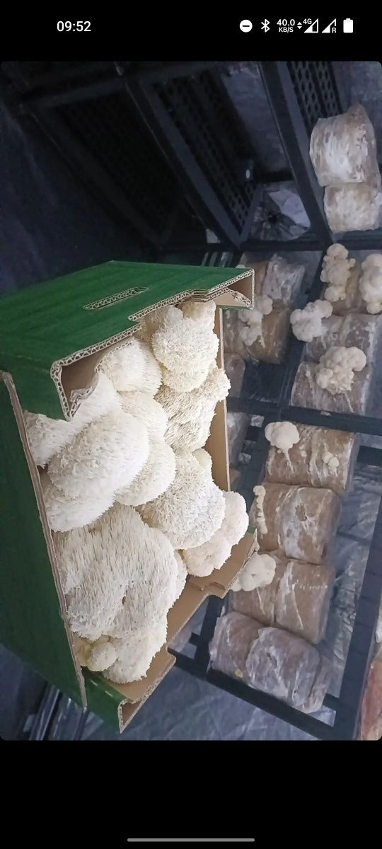 Cogumelo Juba de Leão / Lion's Mane Mushroom