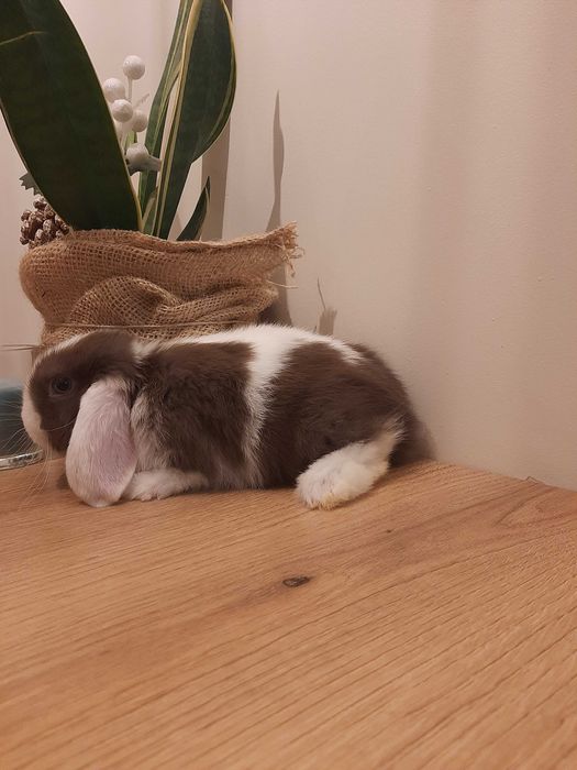 Króliki baranek miniaturka karzełek mini lop