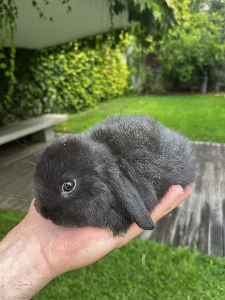 Criador coelhos orelhudos (miniLop)