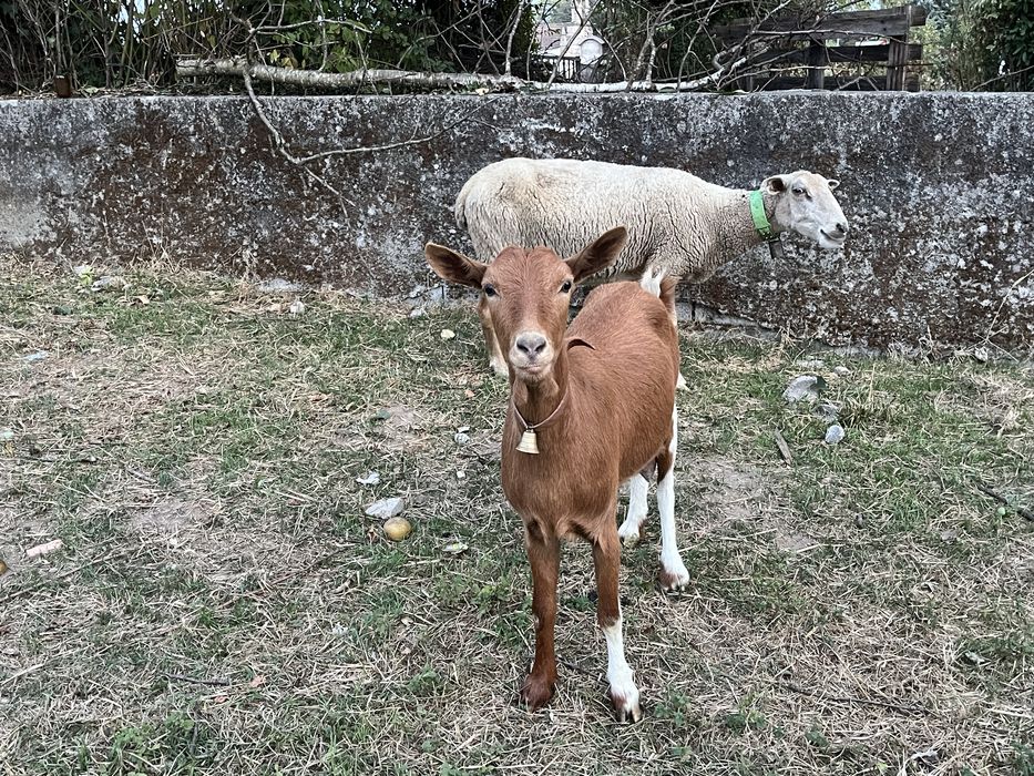 Cabrita nova com 1 ano
