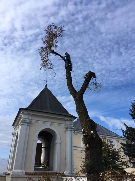 Wycinka drzew i krzewów. Prace wysokościowe. Frezowanie pni . Rębak.