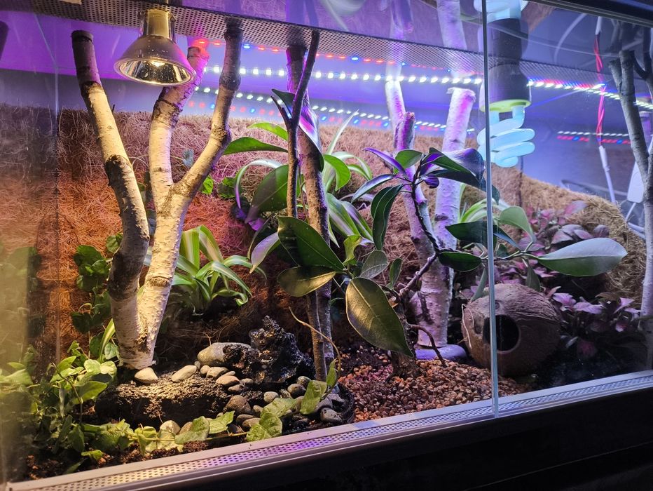 Terrarium tropikalne bioaktywne, vivarium