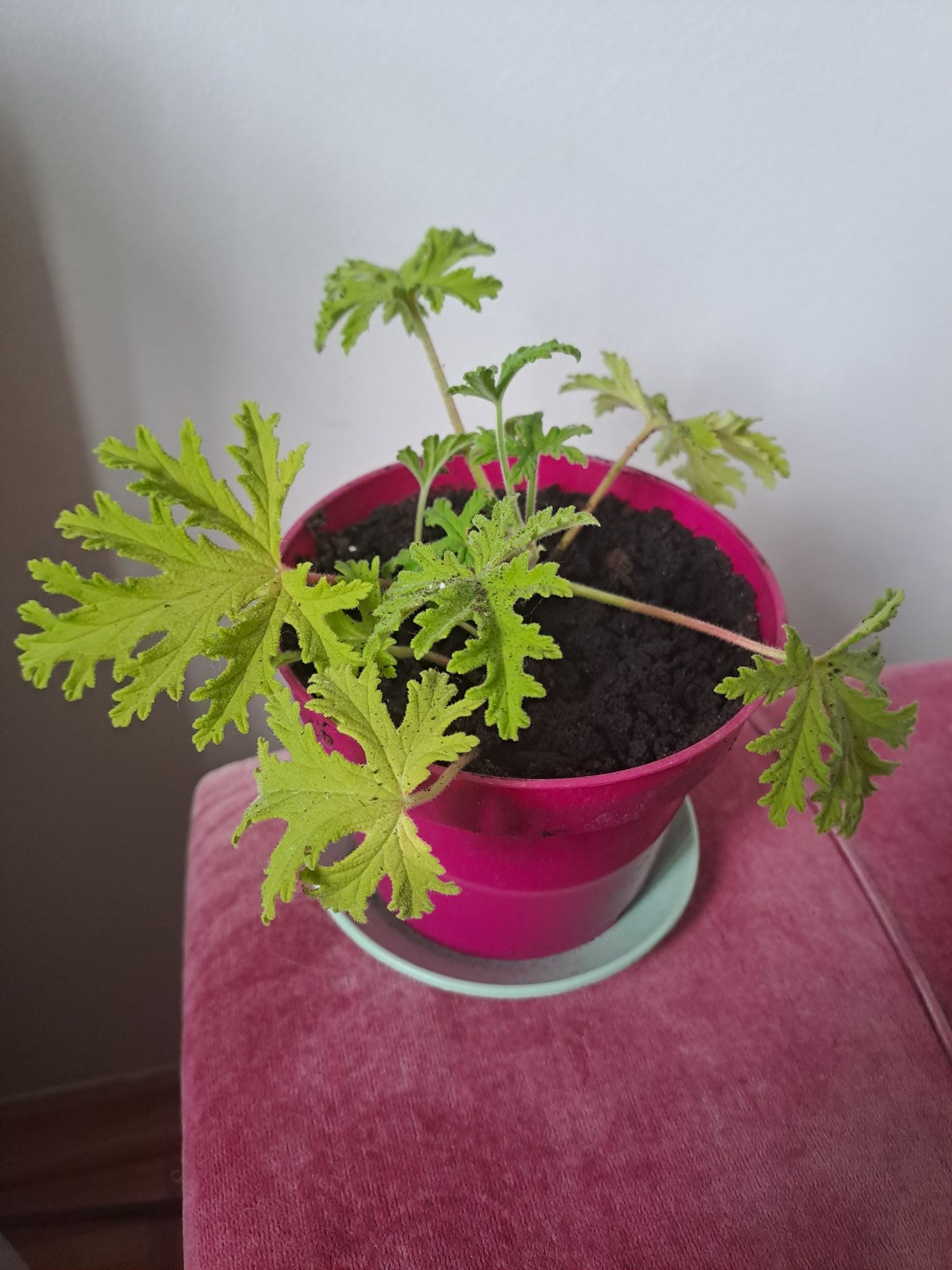 Geranium anginka odstrasza owady
